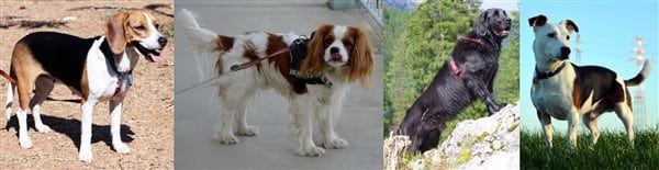 dogs-developed-in-the-uk